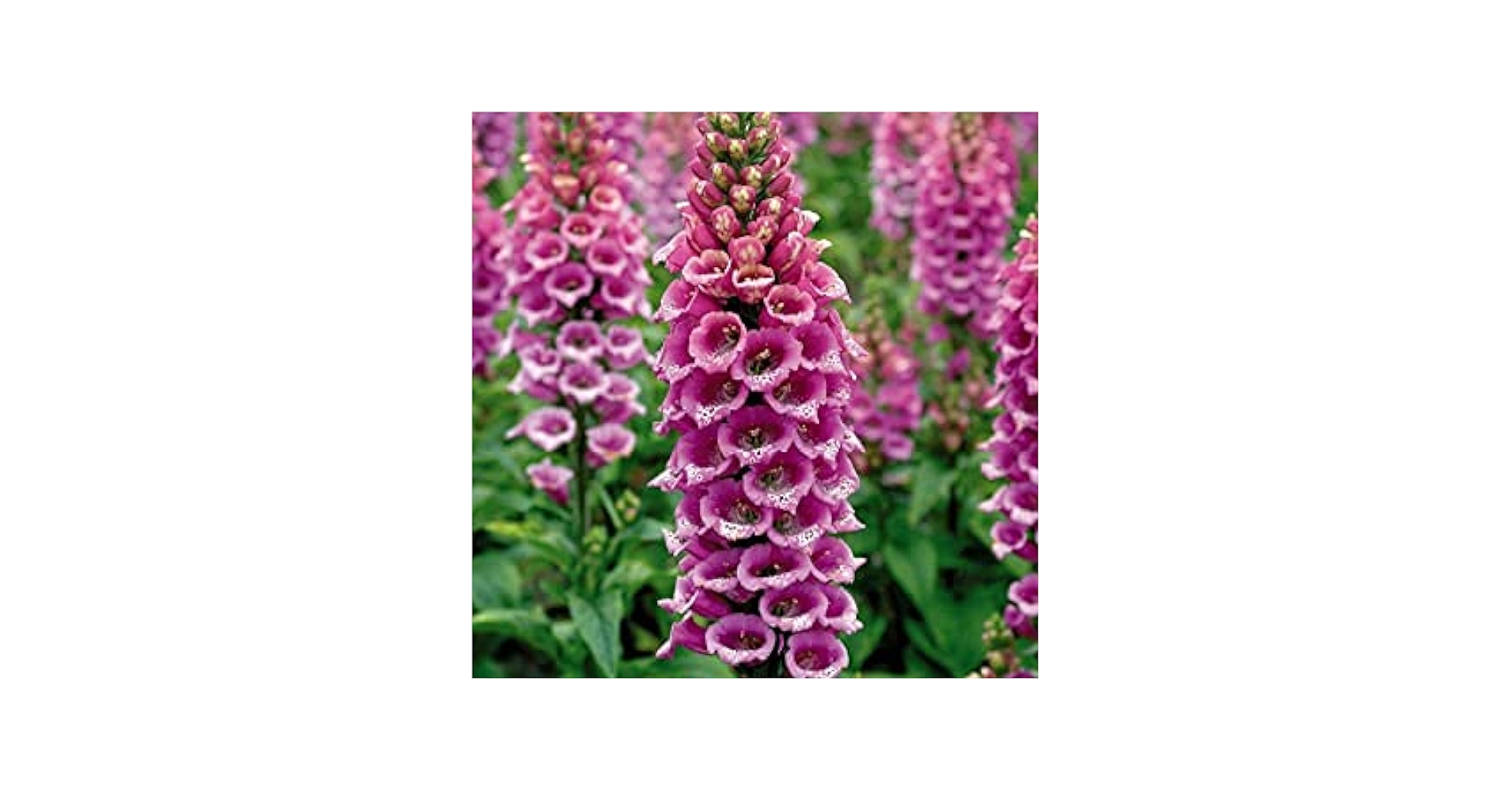 Lilium Montanum & Digitalis flower リトグラフ Lilium Montanum & Digitalis flower リトグラフ Lilium