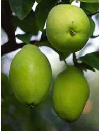 Amazon 果樹苗 大実カリン 1年生 果物