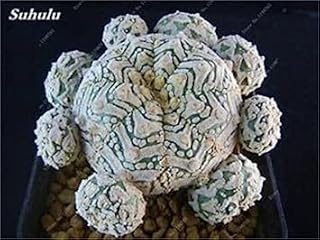 Seeds 50 PCs Real Mixed Cactus Seeds, Mini Cactus Blanket, Fico d'Ondia, Seeds Bonsai Fiore, Vase for The Garden House so Rare 17: Only Seeds