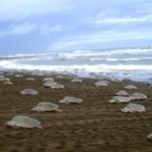 The FiremanRich Audio/Podcast: Morning Coffee 🌄☕ 12.11.2025🎙️🔊 cover art