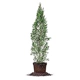 Italian Cypress - Size: 3-4', Live Plant, Includes Special Blend Fertilizer & Planting Guide