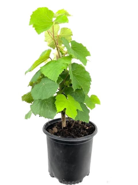 Planta de Vid de Uva Blanca Natural: Cultiva Uvas Blancas Naturales y Frescas