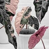 alocasiasamen - balkon deko kräutersamen kräutergarten blumensamen gartenpflanzen pflanztopf zimmerbonsai bonsai balkongarten balkonpflanzen winterharte stauden mehrjährig wildkräuter 120samen