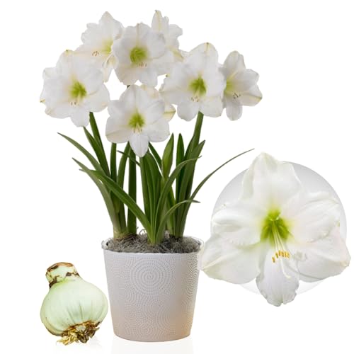 Amaryllis Zwiebel Christmas - 1 Blumenzwiebel in Großformat 26/30 - Exklusive Zwiebeln - Echte Pflanzen aus Holland - Hippeastrum (keine Samen, Wachs und nicht künstlich)