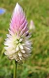100 Flamingo Feather/Wheat CELOSIA Celosia Spicata Flower Seeds