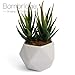 Bornbridge Artificial Succulent - Fake Succulent in Planter - Faux Succulent with Ceramic Geometric Planter - Artificial Potted Plant (1 Pack, Aloe)