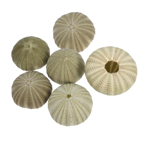 Ciieeo Natürliche Seeigel-Muscheln 6 Stück 2.36X2.36X1.38In Dekorativer Luftpflanzenhalter Und Sukkulenten Topf Für DIY Bastelprojekte Strandthemenpartys Und Wohnraumdeko Mit Küstencharme