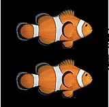 Generic 2 Ocellaris Clownfish - Live Saltwater...