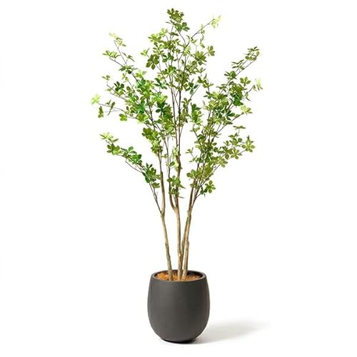 GREENPARK hE_ccW GbO|bg ubN H160cm ϗtA tFCNO[ yʑqɒiz