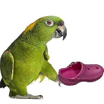 best bird toys for ringnecks that will surprise you with their benefits 2 best bird toys for ringnecks