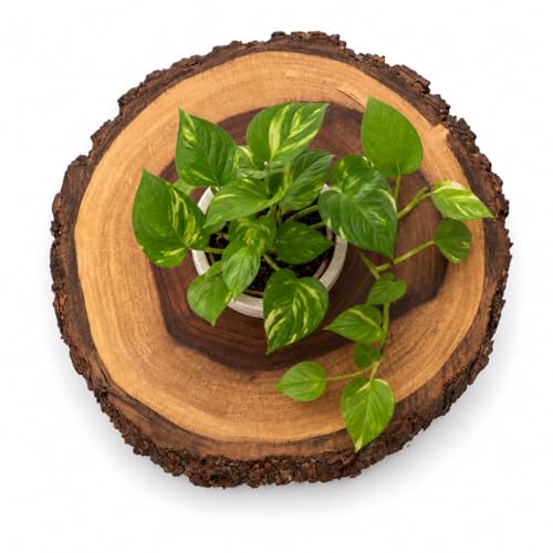 Image of Antique Wooden End Table for Living Room, Natural Bark Edge Side Table with Foldable Metal Legs, Rustic Plant Stand for Bedroom, Balcony & Corner Decor, 10-11 Inch Top x 12'' Height