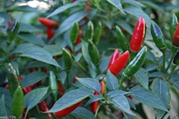 African Birds Eye Chili 100 Seeds Malawi bird Chili,Piri Piri,African Devil