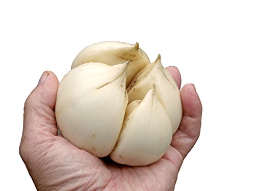 Organic Elephant Garlic