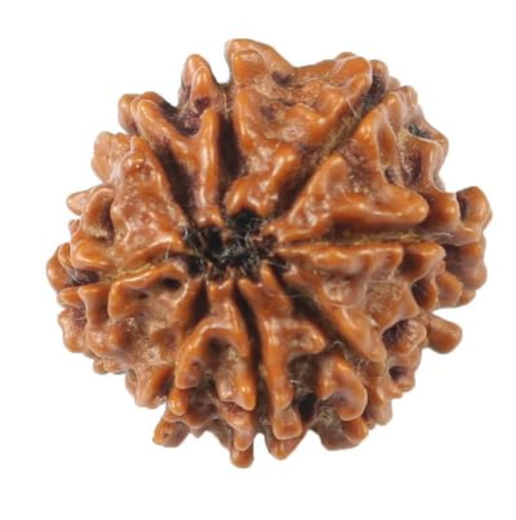 Natural 8 Mukhi Rudraksha Nepali Beads, IGL Lab Certified