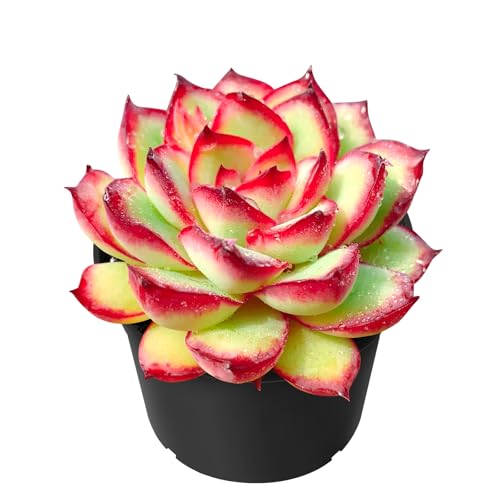 Sprout N Green Echeveria Mexican pulidonis, Live Succulent Rooted in
