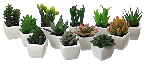 Tel Meingyng PG065 Pianta Grassa in Vaso