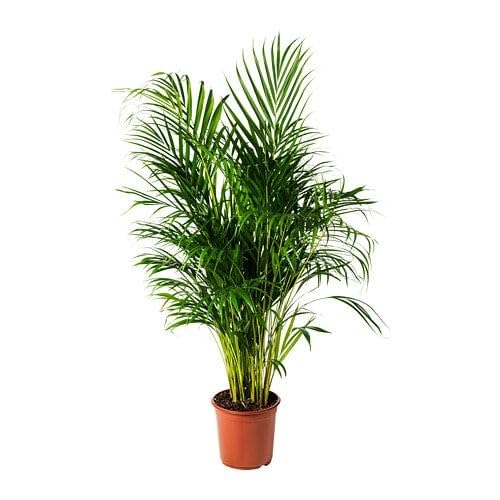 Palma Areca vera in vaso 27, altezza 160cm, palma tropicale. Purificante d'aria