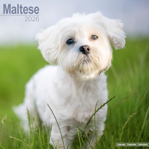 Maltese 2026 Calendar | Square Wall Calendar | Dog Breed Gift | Plastic Free Packaging | by Avonside Publishing