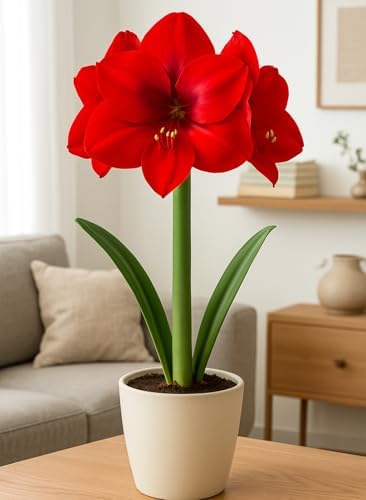 Premium Red Lion Amaryllis Bulb – Top Size 36–38 cm | Classic Dee...