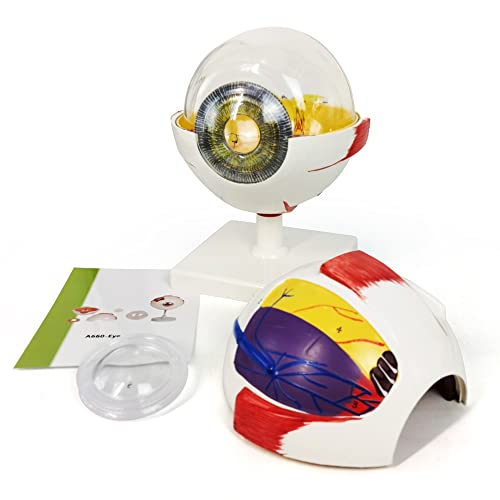 Image of NEW HORIZON 6X Enlarged Human Eye Anatomical Model - Accurate Anatomy for Science Classroom Study Display Teaching Medical Model