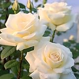 Blütezeit: Kann vom frühen Frühling bis zum späten Herbst sein.