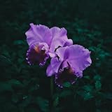 cattleya trianae concolor  Cattleya