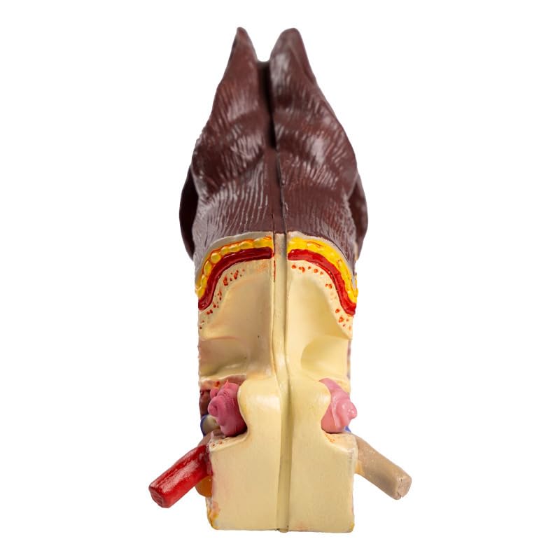 Medical Science Dog Ear Pathology Model Canine Ear Anatomical Model