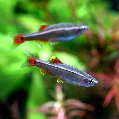 【めだか街道】アカヒレ 10匹セット Sサイズ