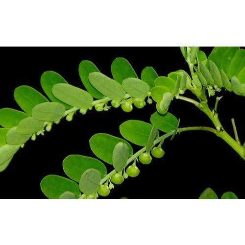 Bhoomi Amla Live Plant (B08HX9D2VQ) Amazon Price History, Amazon Price Tracker