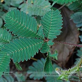 Heirloom Mimosa Pudica with Pink Flower Seeds, 20 Seeds per Pack, Bonsai Sensitive Plant Bashfulgrass F002: Only Seeds