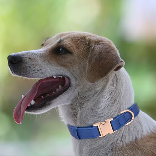 Collar para perro con hebilla dorada, suave PU, talla S miniatura 5