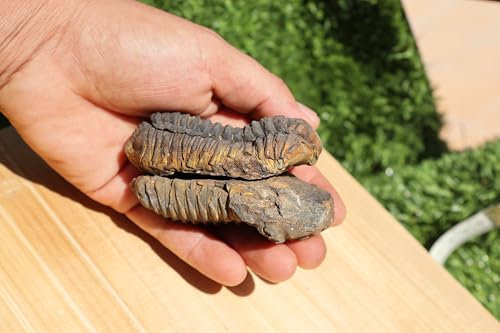 Image of 2PCS Calymene Trilobites Flexicalymene Ordovician Fossil for Kids Trilobite Fossil Trilobites A11