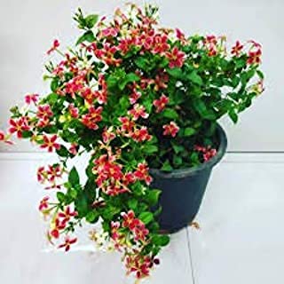 Hari Giver Garden madhumalti (Combretum indicum) Double Color (Red-White) flower plant with pot (B09GYDT771) Amazon Price History, Amazon Price Tracker