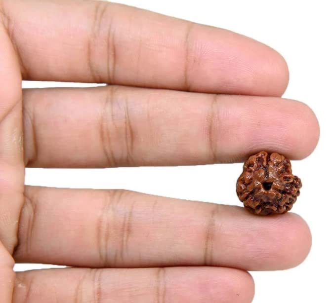 Astro Cart Pure 3 Mukhi Rudraksha Nepali Brown Holy Beads Oval Shape Three Mukhi Rudraksha तीन मुखी रुद्राक्ष with Blessings of Lord Shiva Three Face Rudraksha with Red Dori Original Certified 1