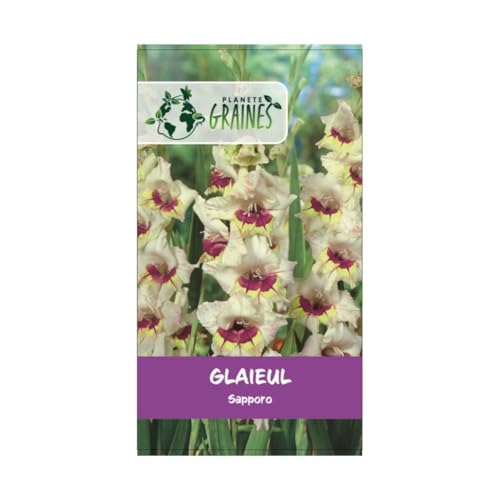 5 bulbes Glaïeul Sapporo - coloris lilas/ivoire - grande fleur 100-150 cm