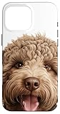 Cane cucciolo di razza Lagotto Romagnolo - Dogs