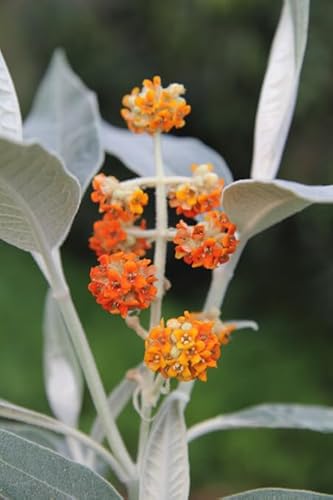 PIANTA DI BUDDLEJA IN VASO 18 CM ALBERO DELLA FARFALLA (foto reale) colori mix (MPN:MEGALOCEPHALA;)