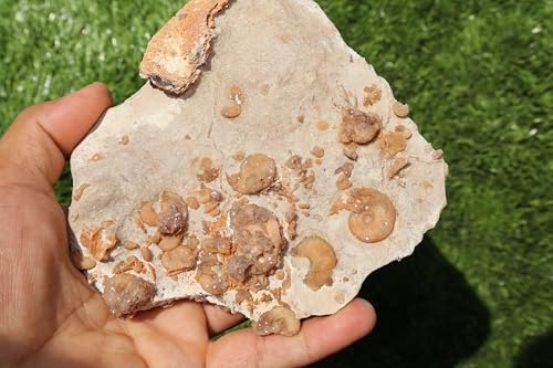 Image of Douvilleiceras & Gastropods Plate Cretaceous Fossils Fossils from Morocco Fossil Rock ammonites Fossil A124