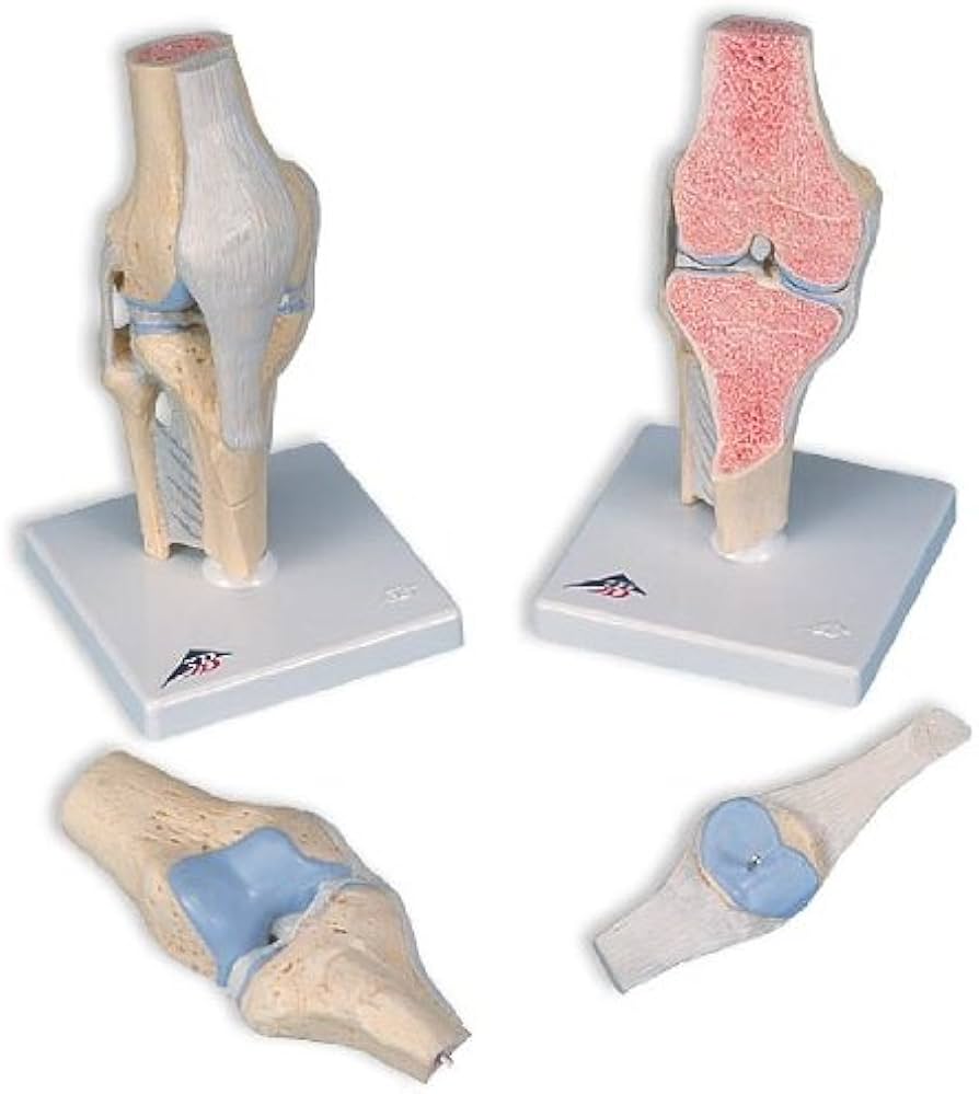 Amazon | 3B社 関節模型 膝の関節断面3分解モデル (a89) | 3B社 | 人体
