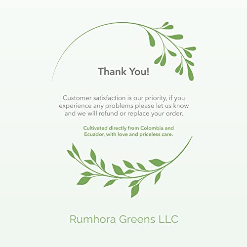 White Carnations By Rumhora Greens | Fresh Cut Flowers | Two Bunches 25 Stems Each #TOP6