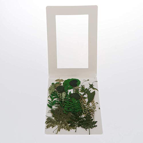Hojas secas prensadas reales para manualidades DIY miniatura 6