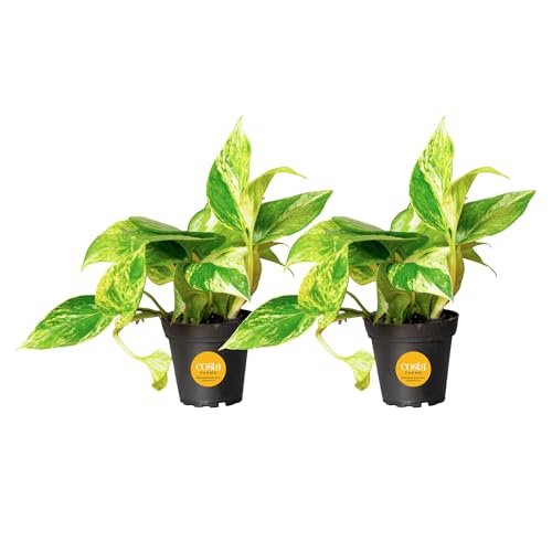 Costa Farms Pothos Live Plants, Devil's Ivy in Plastic Pots, Easy to Maintain, Air Purifying Indoor Houseplants, Room or Office Decor, House Warming or Birthday Gift, 8-12 Inches Tall, Pack of 2