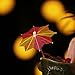 144 Pcs Handmade Umbrella Picks Cocktail Sticks for Tropical Drink Pool Party Decorations, Star Shape