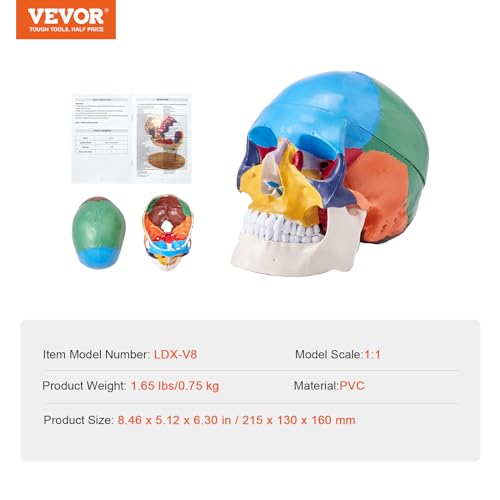 Image of VEVOR Human Skull Model, 3 Parts Human Skull Anatomy, Life-Size Painted Anatomy Skull Model, PVC Anatomical Skull, Detachable Learning Skull Model, for Professional Teaching, Researching and Learning