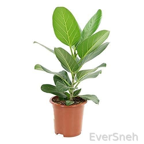 EverSneh Real Live Bargad Live Plant बरगद वट वृक्ष Indian Banyan Ficus benghalensis Vad Live Plant With Black Plastic Pot (B0BT4R2M8W) Amazon Price History, Amazon Price Tracker