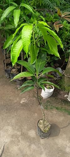 Image of Thai Nam Dok Mai Mango Grafted Live Plant 2-3 Feet Tall | Fast Growing Mango Tree | Fruits in 2-3 Years | Hybrid All Season Grafted Plant for Home Garden & Terrace Farming