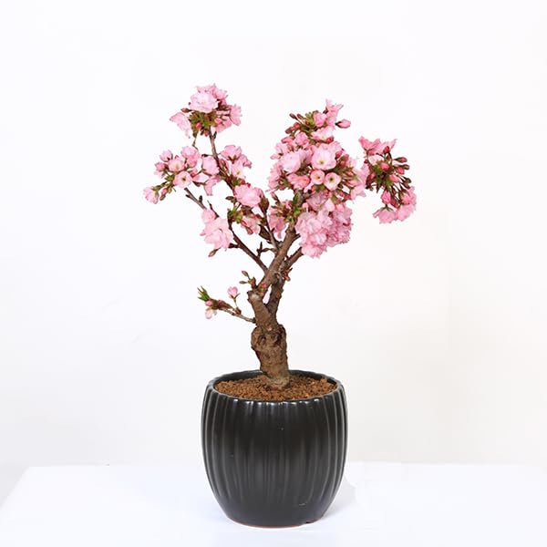 Amazon.co.jp: 遊恵盆栽 桜盆栽：旭山桜（大）*＜モダン陶器黒深鉢