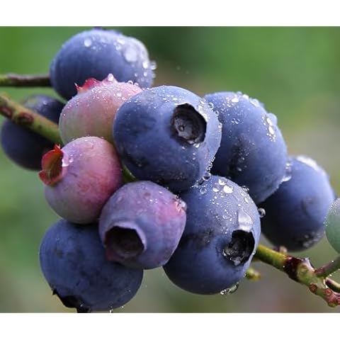 Blueberry Seed Pack by Seeds Of Strength Cover