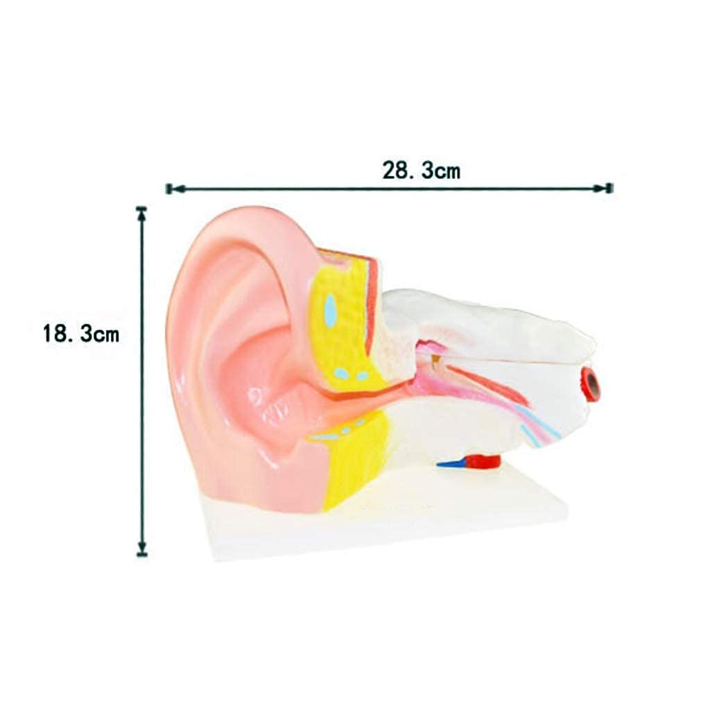 Modèle d'anatomie l'oreille Humaine, modèles scientifiques d'anatomie Humaine - 6 Fois Plus Grand Outil d'aide à l'enseignement médical Plastique PVC, modèle Squelette d'instrument Scientifique et