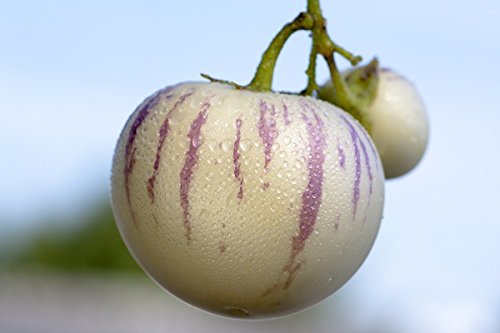 Melon żarówka, żarówka melonowa Pepino - Solanum muricatum